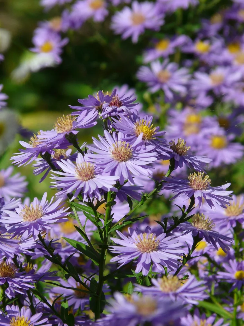 The Aster DEX: What It Is and the Future It’s Building
